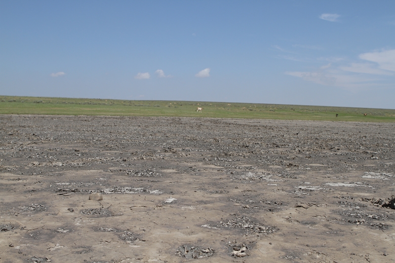 Groot verligting nadat drie provinsies as droogterampgebiede verklaar is | News Article