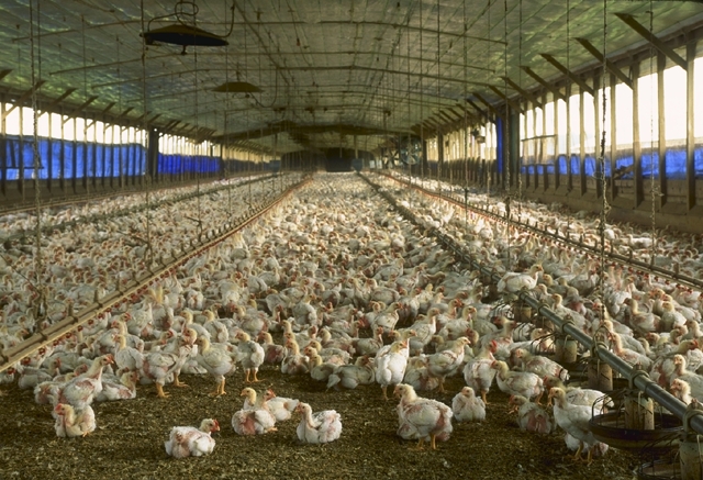 Agri podcast: Cage-free poultry system considered in South Africa | News Article