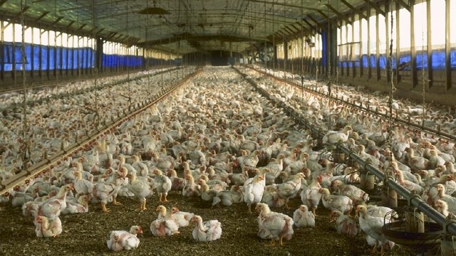 Agri podcast: Cage-free poultry system considered in South Africa | News Article