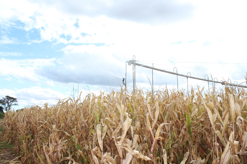 Agri podcast: Poor to reasonable veld, livestock conditions reported in South Africa | News Article