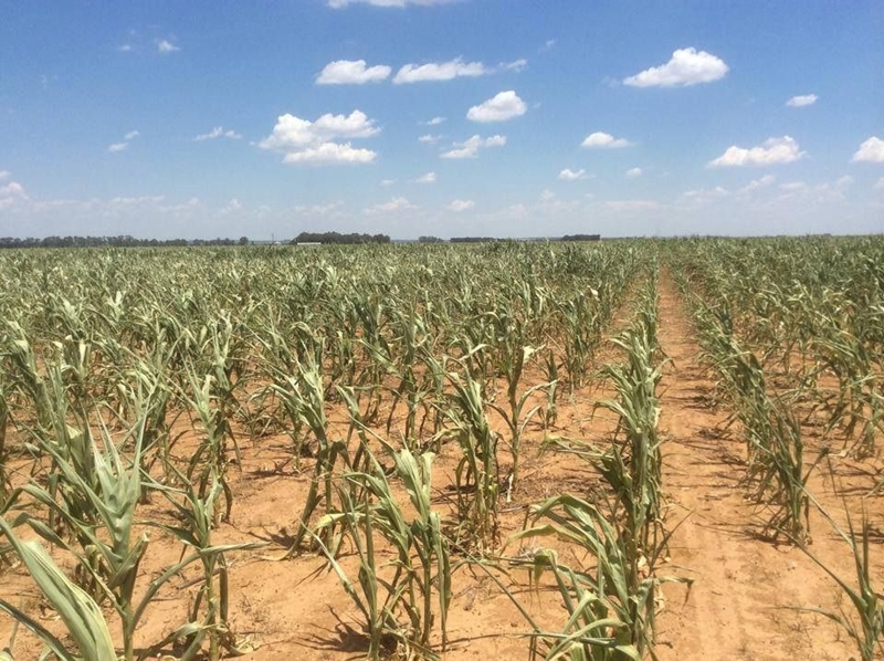 Agri-Uur: Jongste Safex-nuus | News Article