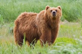 Music teacher  scares bear away from school with trombone | News Article