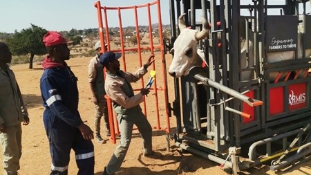 Mobiele verwerkingseenhede sal help met beter veebestuur Mobiele verwerkingseenhede sal help met beter veebestuur | News Article