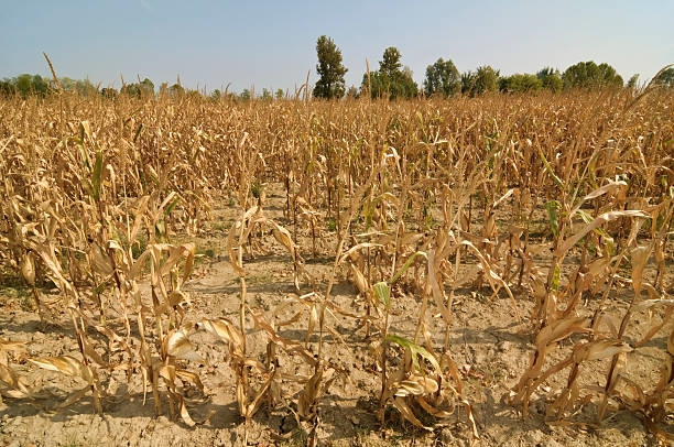 Droë en warm toestande benadeel gewasse | News Article