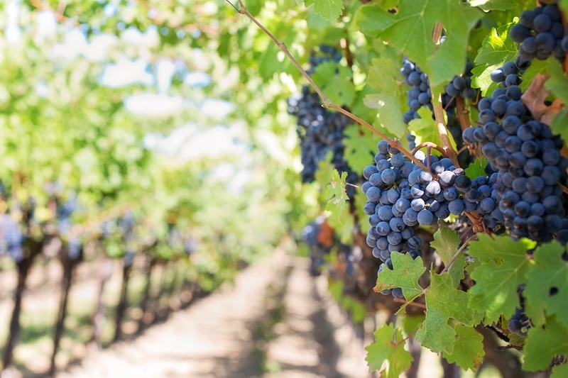 What’s new in Farmer’s Weekly? | News Article