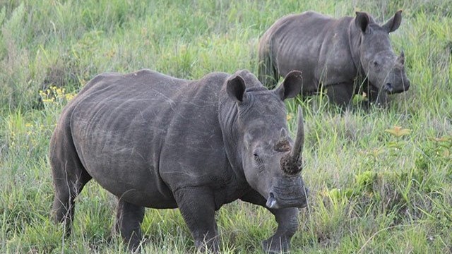 Brothers finally jailed for rhino poaching | News Article