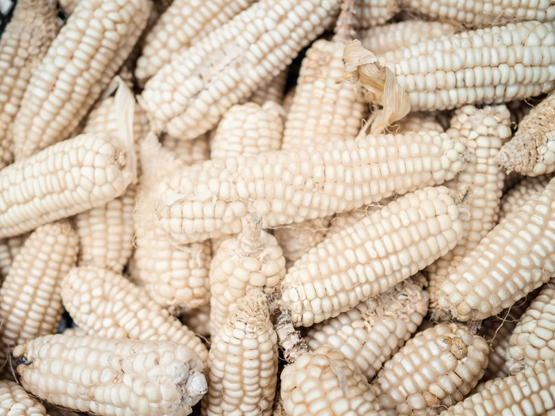 Surplus steeds verwag ondanks produksietoestande  | News Article