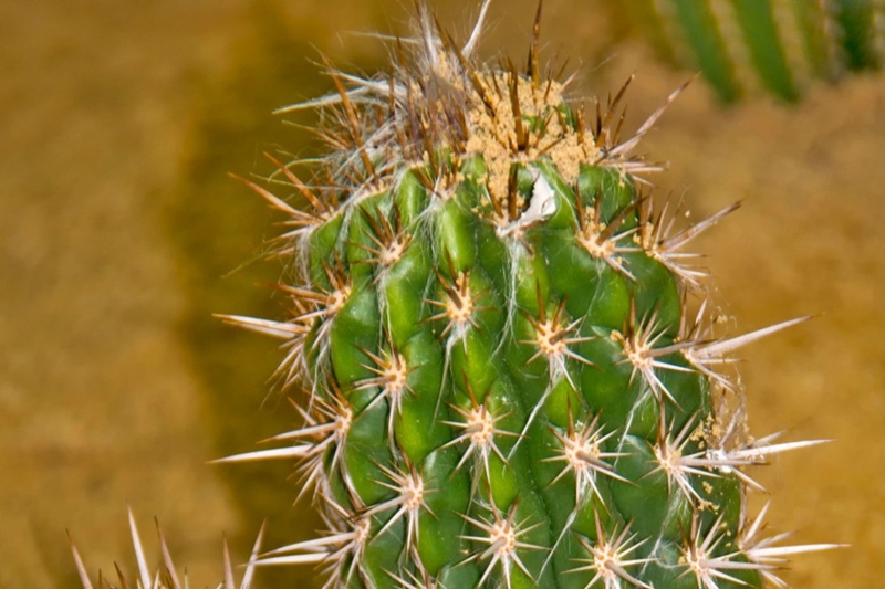 Weird Wide Web – Duitse dorp verbied kaktusplante | News Article