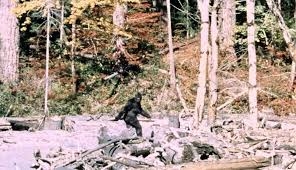 Conspiracy Corner – ‘Credible’ Bigfoot sighting under investigation in Pennsylvania | News Article