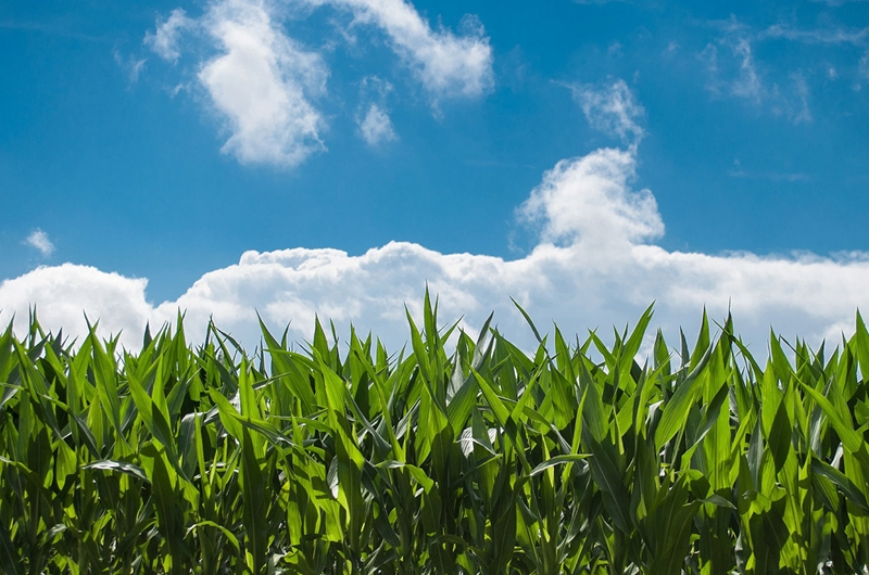 Agri-Uur: Jongste Safex-nuus | News Article