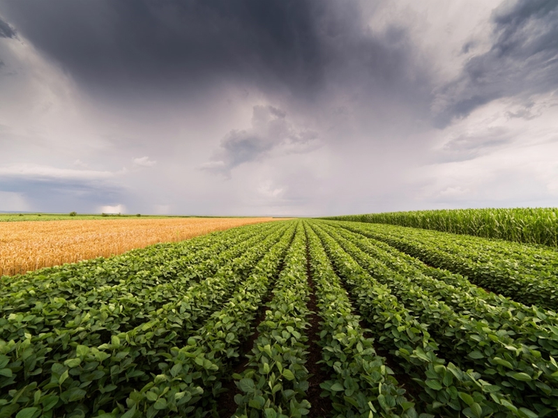 Hou oog op weer met Agriseker Cumulus-verslag | News Article