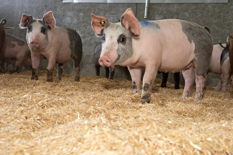 What's new in Farmer’s Weekly?  | News Article