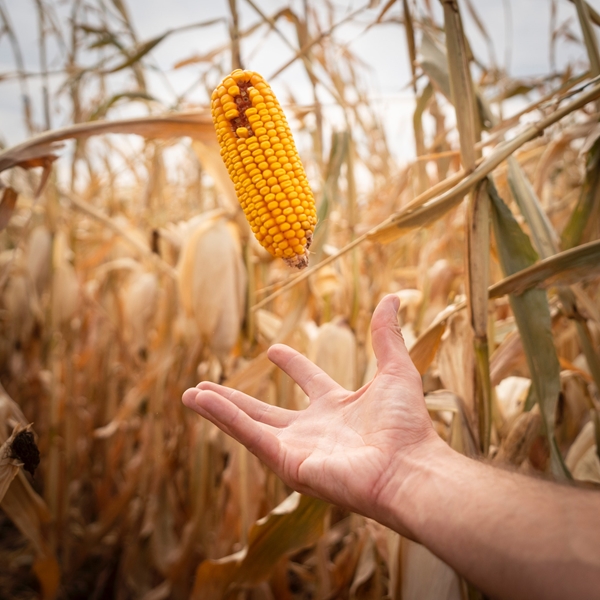Agri-uur: Jongste Safex-nuus | News Article