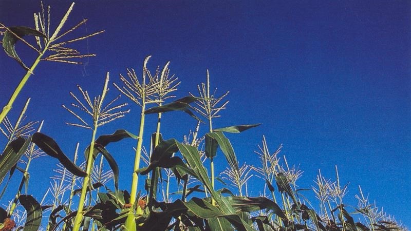 Agri-Uur: Jongste Safex-nuus Agri-Uur: Jongste Safex-nuus | News Article