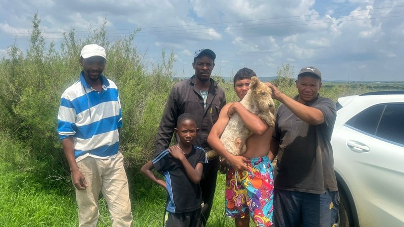 Steekhaarterriër van Potchefstroom val vas agter meerkatte aan | News Article