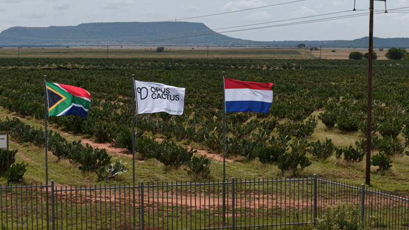 Turning green into gold: Plants power the future | News Article