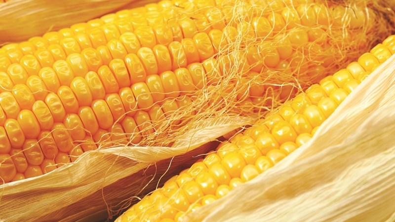 #Agbiz: South Africa’s maize production estimates looks good | News Article