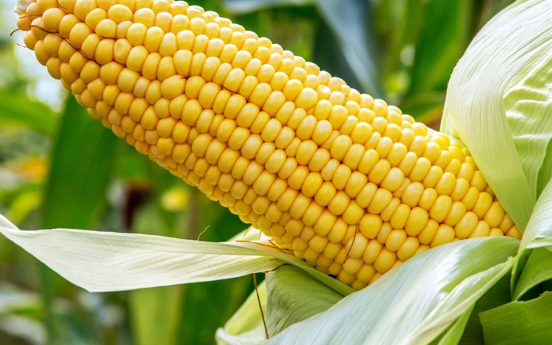 Agri-Uur: Jongste Safex-nuus | News Article