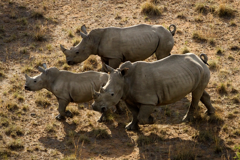 Three poachers caught after they killed four Kruger rhinos | News Article