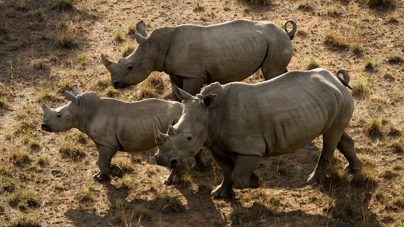 Three poachers caught after they killed four Kruger rhinos | News Article