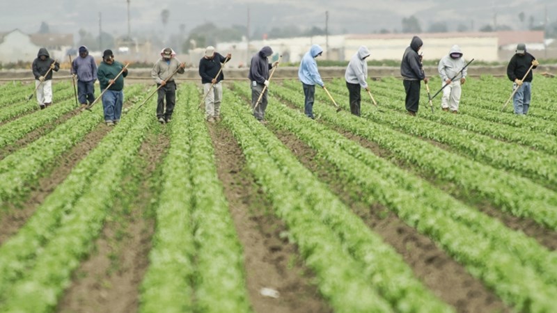 Farmers advised to apply for exemption, if unable to pay minimum wage | News Article