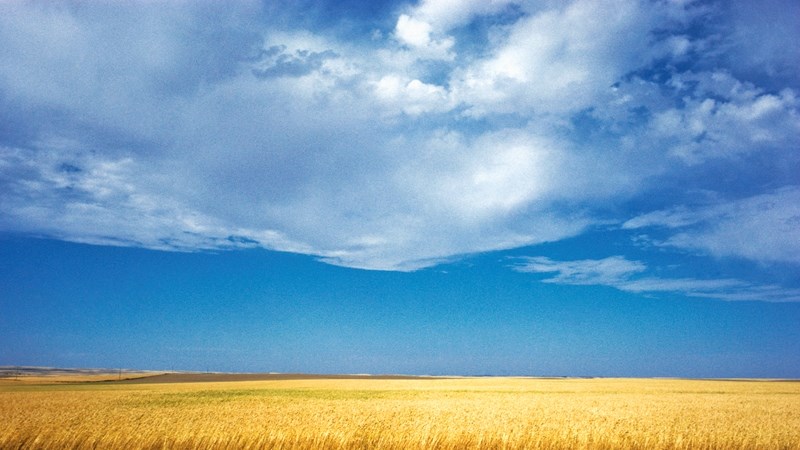 South African farmers can expect more rain  | News Article
