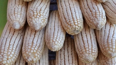 Agri-Uur: Jongste Safex-nuus Agri-Uur: Jongste Safex-nuus | News Article