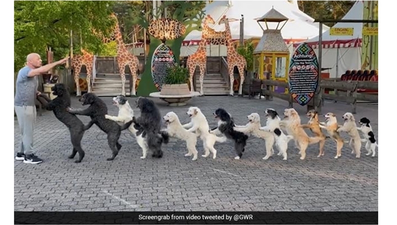 Weird Wide Web: Kyk hoe stel 14 honde conga-wêreldrekord op | News Article