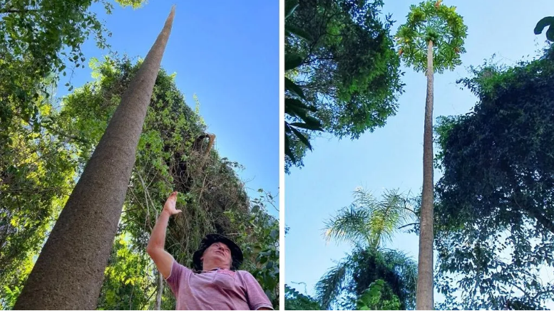 Brazilian farmer's papaya tree breaks world record Brazilian farmer's papaya tree breaks world record | News Article
