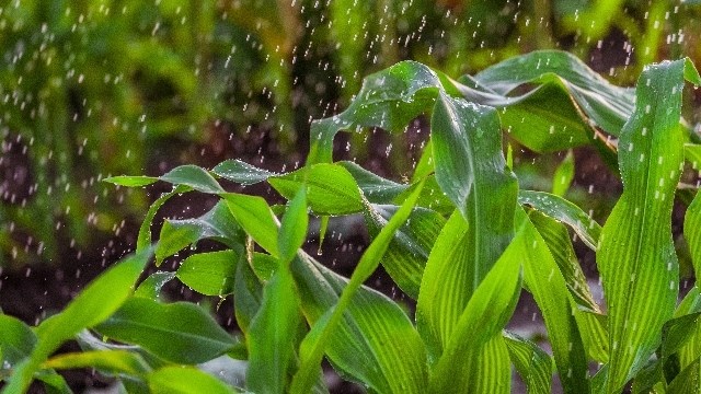 Agriseker Cumulus: Nog nat toestande verwag | News Article