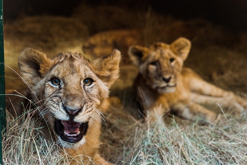 NSPCA wins defamation case against Jan Steinman | News Article