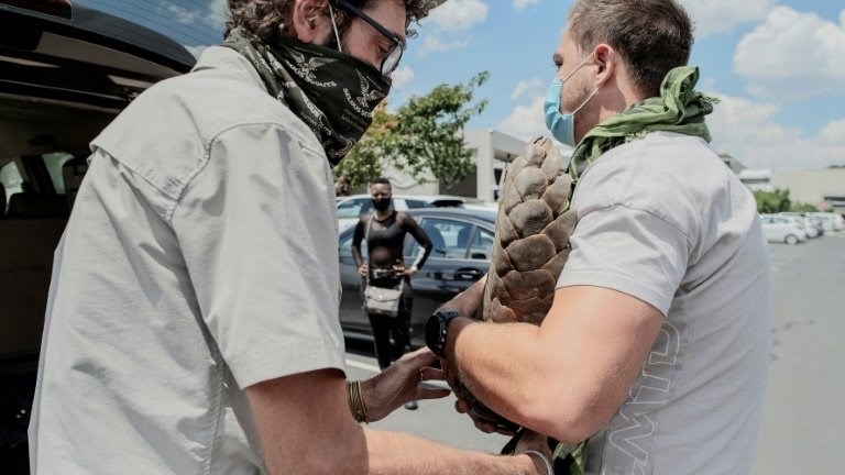 Endangered pangolins get fresh chance in SA clinic | News Article