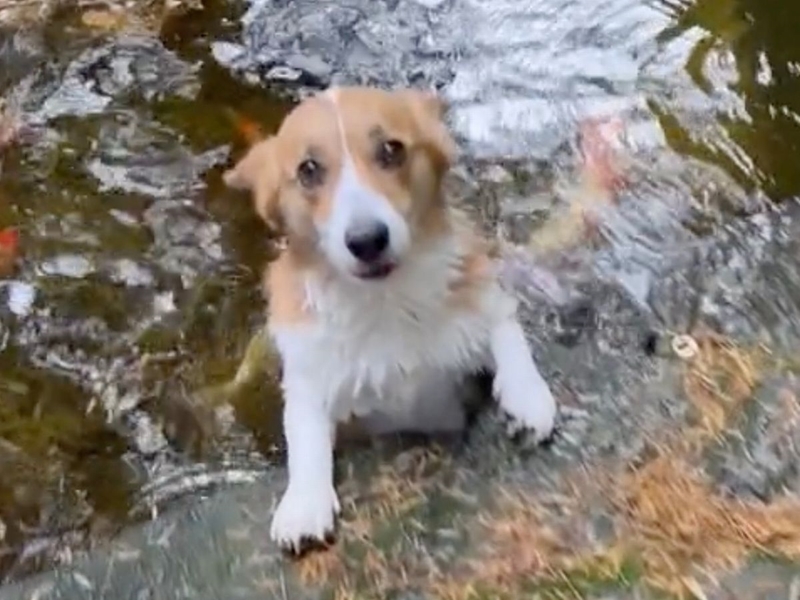 Weird Wide Web - Morty die Corgi se troeteldiere | News Article