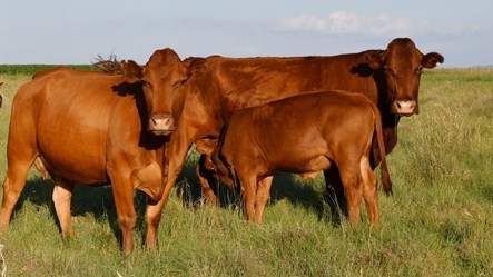 Bonsmara SA vier 60ste bestaansjaar Bonsmara SA vier 60ste bestaansjaar | News Article