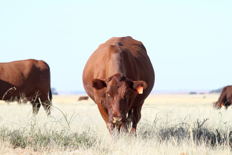 Voortdurende samewerking nodig om #FMD die hoof te bied | News Article