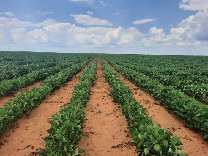 Agri-uur: Jongste Safex-nuus | News Article