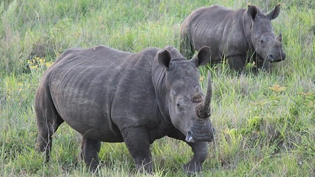 'Rhino bond' charges onto markets to save South African animals | News Article
