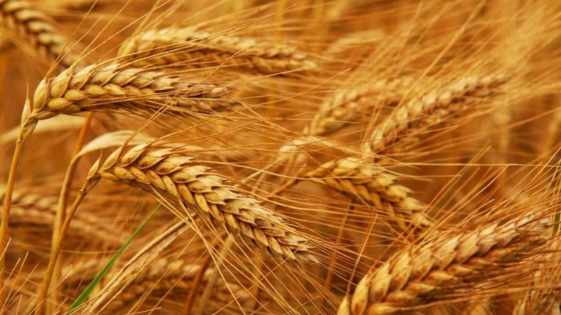 Agri-Uur: Jongste Safex-nuus Agri-Uur: Jongste Safex-nuus | News Article