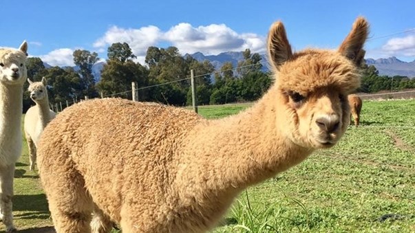 Alpacas are perfect to guard herds | News Article