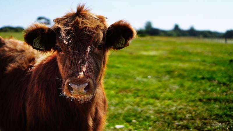 Produsente moet loonopgawes van 2022 by Vergoedingsfonds verklaar Produsente moet loonopgawes van 2022 by Vergoedingsfonds verklaar | News Article