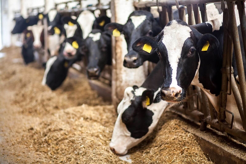 Landbounuus-podcast: SA melkbedryf presteer optimaal ten spyte van huidige omstandighede | News Article