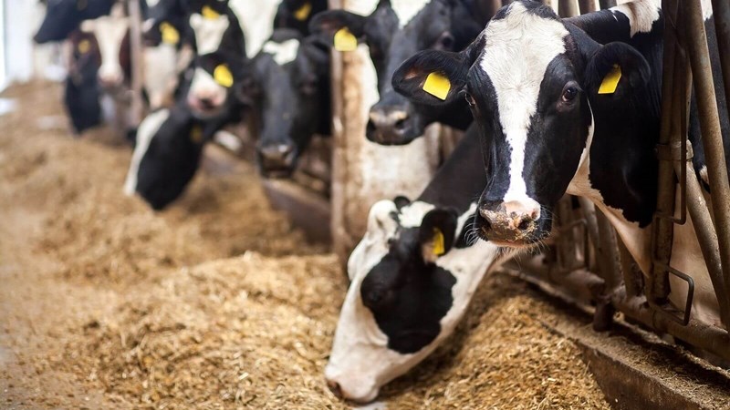 Landbounuus-podcast: SA melkbedryf presteer optimaal ten spyte van huidige omstandighede | News Article