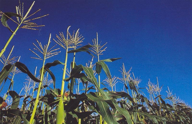 Landbounuus-podcast: Somer-oes skitter en wintergewasse lyk belowend | News Article