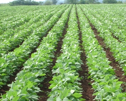 Agri-Uur: Jongste Safex-nuus | News Article