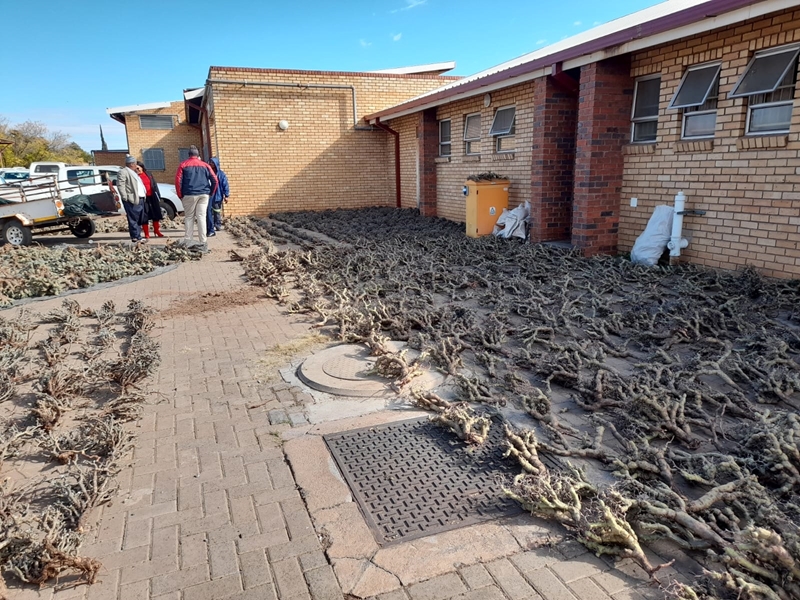 Four arrested for illegal possession of succulents | News Article