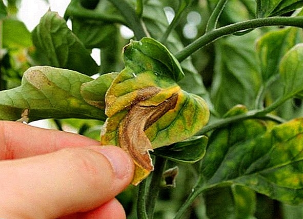 Voortdurende reënval veroorsaak nie net dieresiektes nie, maar ook plantsiektes | News Article