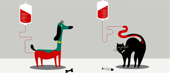 Weird Wide Web - Brittanje beplan bloedbanke vir katte | News Article