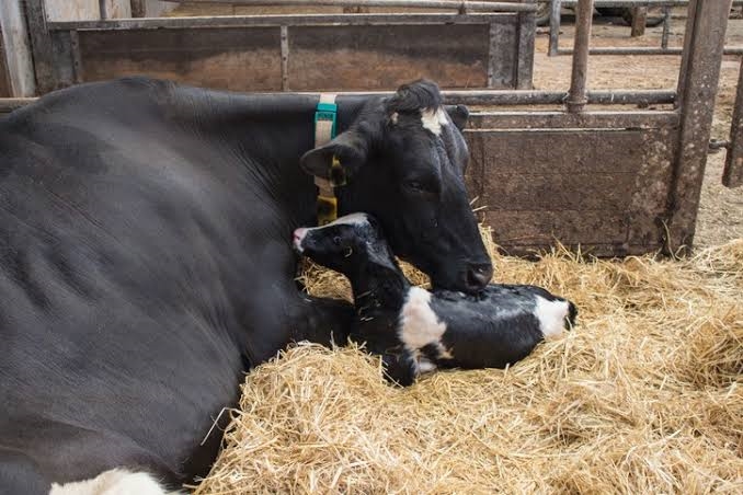 Complementary supplementation for pregnant or lactating animals during winter | News Article