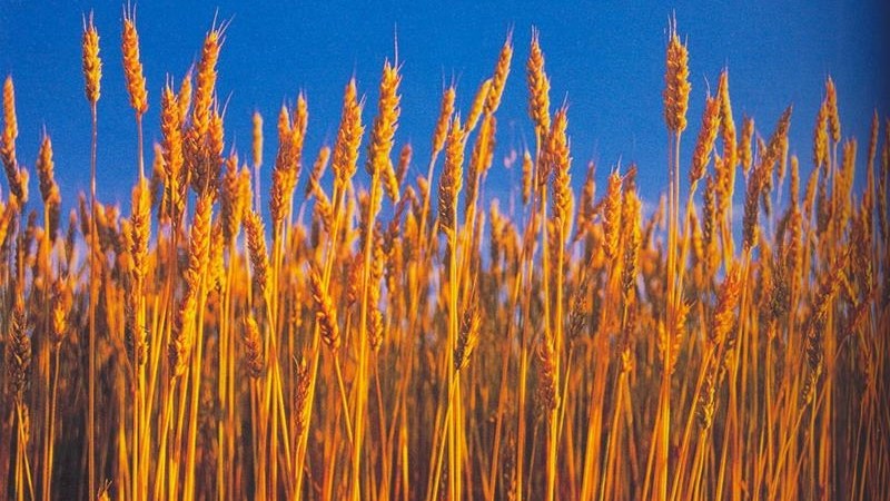Agri-Uur: Jongste Safex-nuus Agri-Uur: Jongste Safex-nuus | News Article