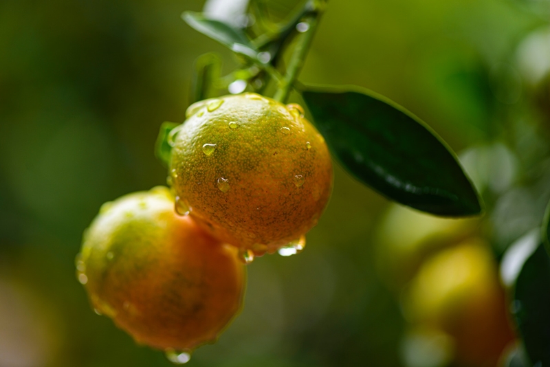Wat is nuut in Farmer's Weekly? | News Article